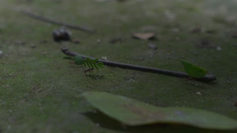 hormigas que llevan hojas en el suelo