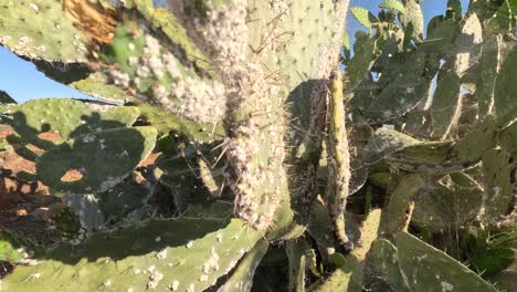 the mesmerizing world of cochineal insects infesting cactus plants, a captivating yet harmful phenomenon