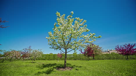 A single apple tree full of blooms or flowers, ready to produce fruits