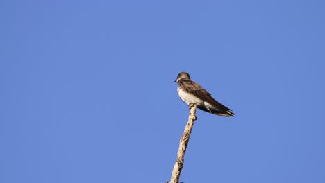 martín de pecho marrón mojado, progne tapera, sacude el exceso de agua de sus plumajes, secándose encima de un palo contra el fondo azul claro del cielo en una tarde soleada en pantanal brasil