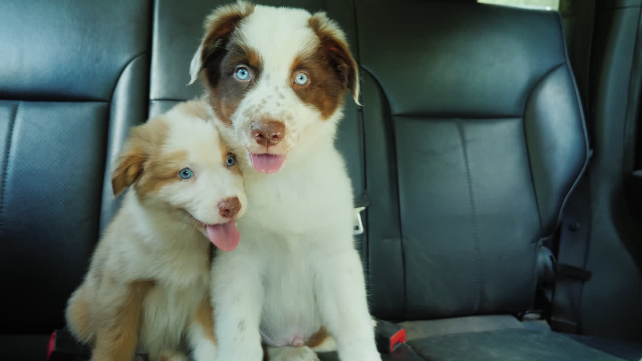 귀여운 강아지 승객들은 안전벨트로 고정된 차 뒷좌석에 탄다