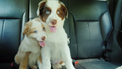 lindos pasajeros de cachorros viajan en el asiento trasero de un automóvil abrochados con cinturones de seguridad