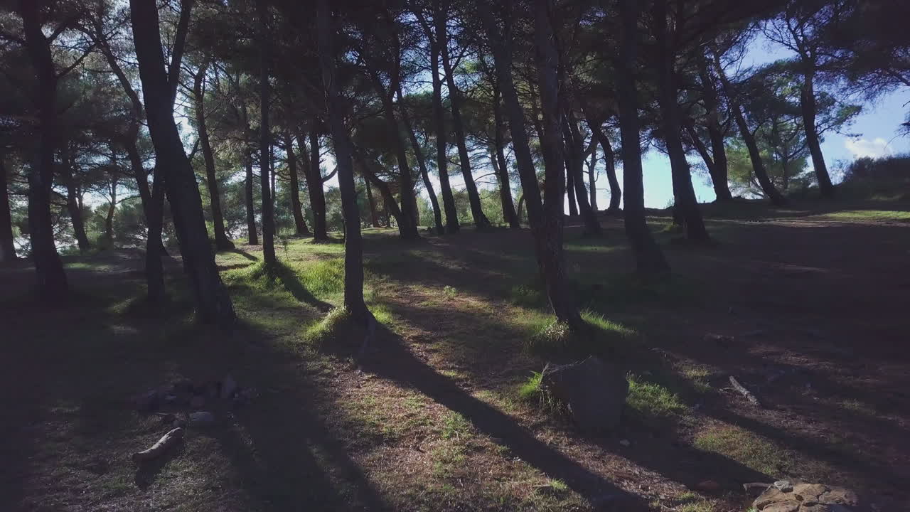Alberi della foresta. Luce solare sul bosco. Ambiente estivo all'aperto.