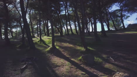 árboles forestales. la luz del sol sobre el entorno al aire libre de woodland.verano