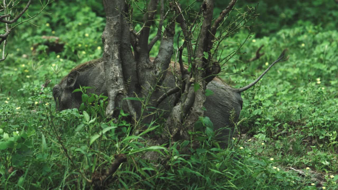 Un cinghiale sta scomparendo nella foresta