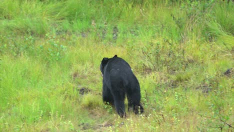 black bear frolicking in the woods