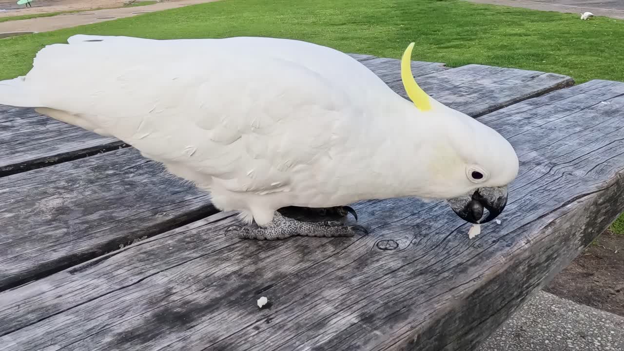 카카투가 테이블 위에 있는 음식을 고 있다