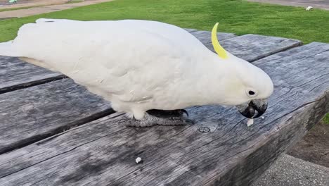 una cacatúa picoteando comida en una mesa