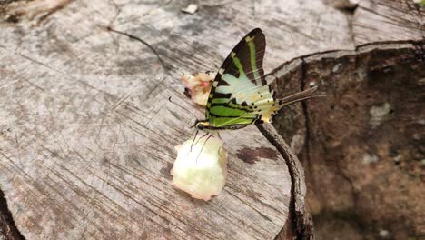 Mariposas-Salvajes-Están-Chupando-Néctar-De-Piezas-De-Fruta