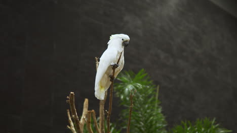 A-single-white-cockatoo-or-Cacatua-alba-is-perching-on-a-tiny-twig-inside-a-zoo-in-Bangkok,-Thailand