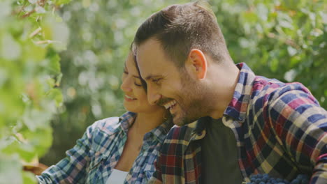 couple harvesting grapes