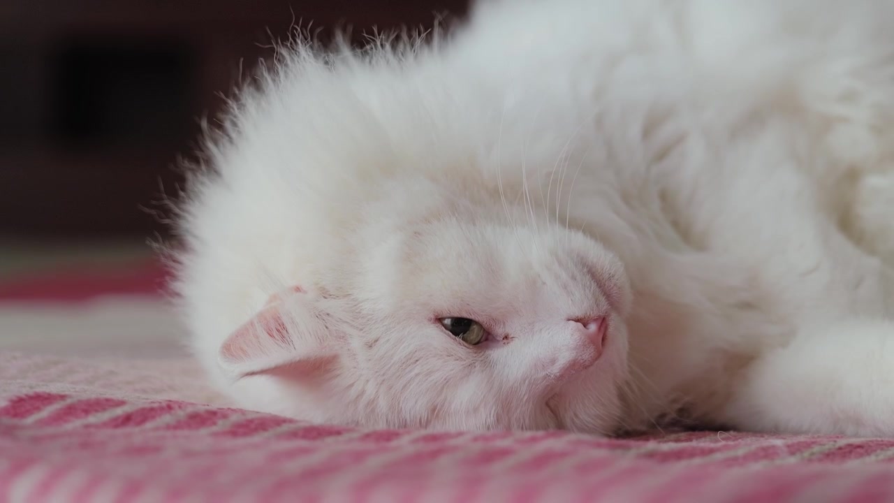 休息後、ゆっくりと目を開ける眠そうなネコ科の動物。温かさと安らぎを伝える