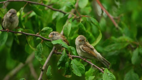 gorriones en una rama de árbol