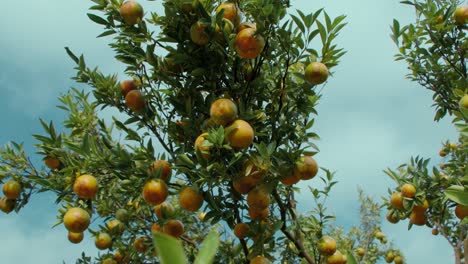 orange tree with ripe oranges