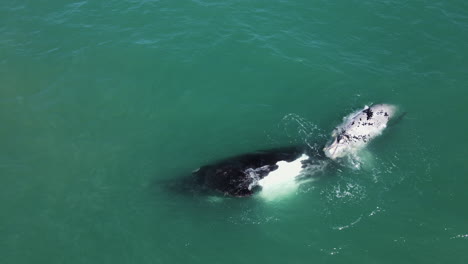 cría de ballena atigrada rueda hacia un lado junto a su madre derecha del sur