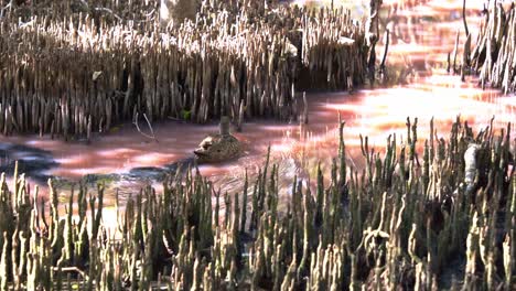 fotografía de cerca de un pato gris azulado nadando en los humedales de manglares y buscando invertebrados a lo largo de una vía fluvial de color rosa lechoso de alta salinidad durante la estación seca con floración de algas azul-verdes