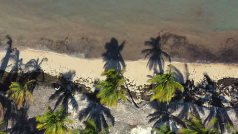 tilting drone shot of tropical caribbean palm beach and blue sea