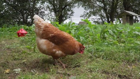 Pollo-De-Corral-En-Busca-De-Comida-En-Un-Recinto-De-Hierba