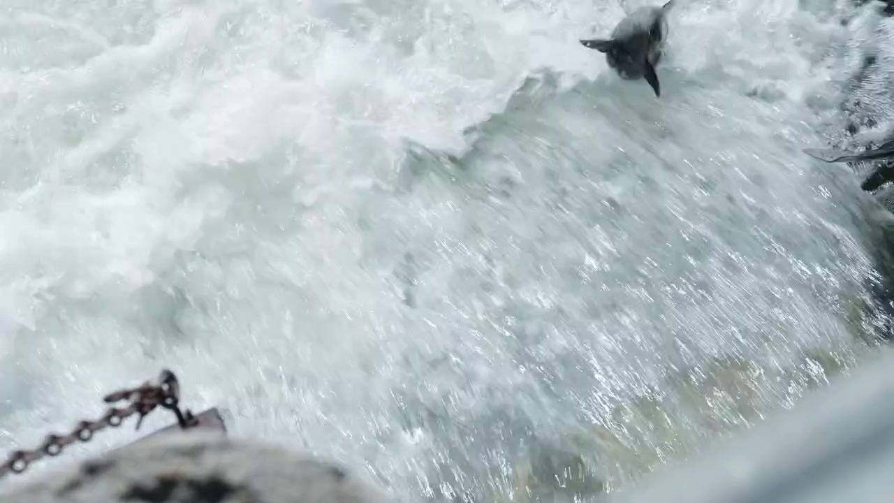 A salmon jumps against a rushing waterfall during the annual fall spawning run in the Ganaraska River at Port Hope, Ontario. White foam bubbles surround the fish in the currents.