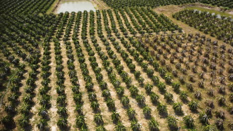 Dragon-Fruit-Trees-Growing-In-Rows-In-A-Pitaya-Farm-In-Vietnam