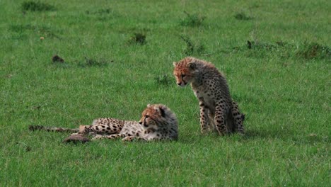 two cheetah cubs play fighting in greenery grass in maasai mara, kenya