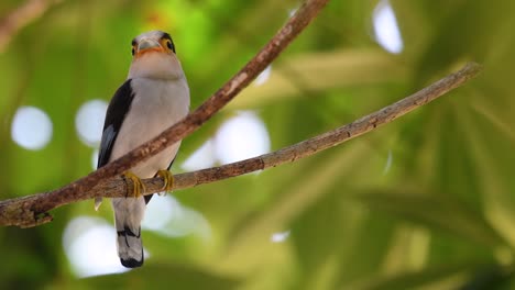 Der-Silberbrust-breitschnabel-Ist-Ein-Berühmter-Vogel-In-Thailand,-Sowohl-Lokal-Als-Auch-International