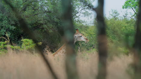 giraffe in african savanna