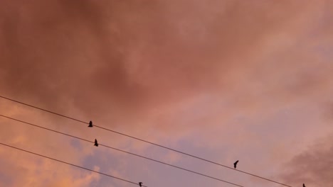 Moving-shot-of-Fruit-bats-flying-overhead-at-dusk-in-Tropical-North-Queensland,-Australia