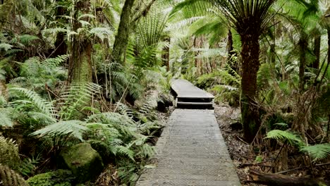 gimbal shot walking along rainforest boardwalk at hopetoun falls