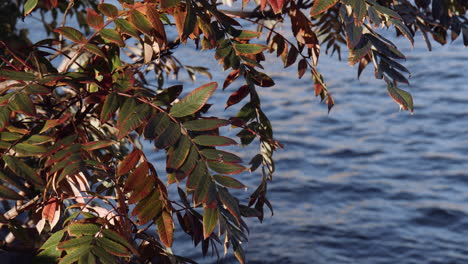 Follaje-De-Otoño-Colgando-Sobre-Las-Olas-Del-Río-Este,-Hojas-Pequeñas-Con-Pigmento-Rojo,-Estados-Unidos,-Primer-Plano