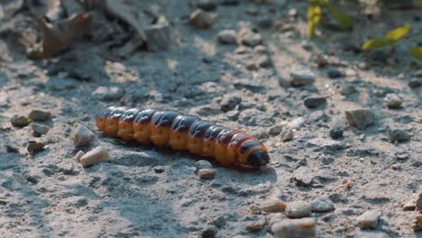 orange and black hairless caterpillar moving quickly with a worm-like motion along the ground