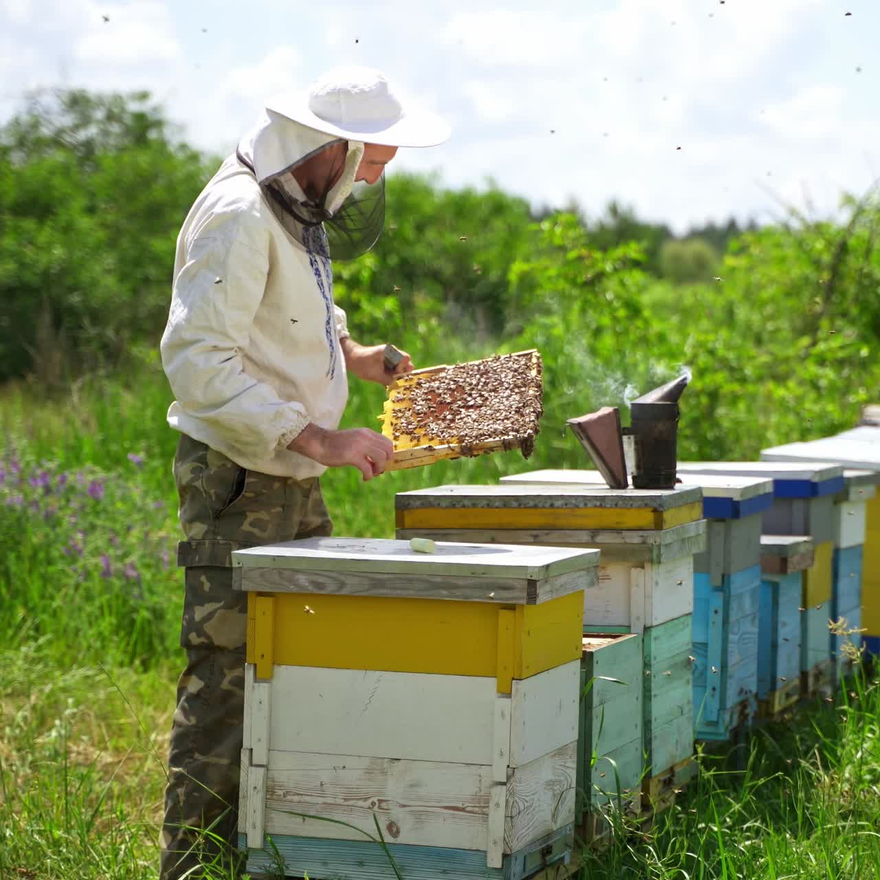 Apiarist among beehives. Professional beekeeper looking on bees in apiary on beautiful nature background in summer. Beekeeping concept.