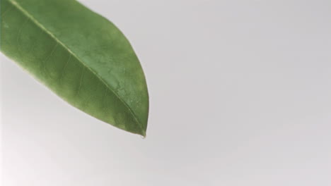 drop falling in super slow motion of a leaf