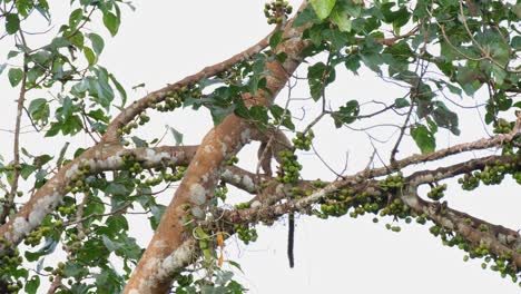 Auf-Einem-Mit-Früchten-Gefüllten-Ast-Nach-Links-Bewegend,-Während-Er-Auch-Isst,-Kleinzahnpalmenzibet-Arctogalidia-Trivirgata,-Khao-Yai-Nationalpark,-Thailand