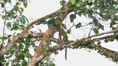moviéndose hacia la izquierda en una rama llena de frutas mientras también come, civeta de palma de dientes pequeños arctogalidia trivirgata, parque nacional khao yai, tailandia