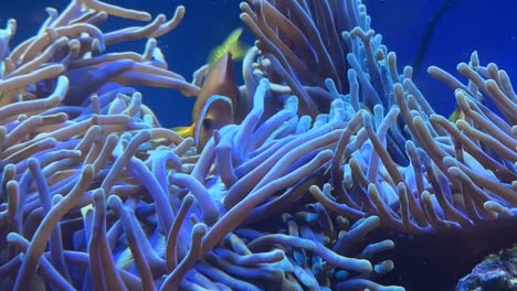Maldive-Anemone-Fish;-Osaka-Kaiyukan-Aquarium