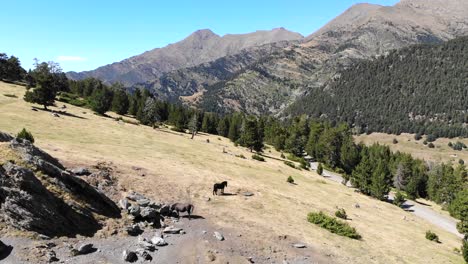 Aerial:-horses-grazing-on-high-mountain-in-a-gold-colored-field