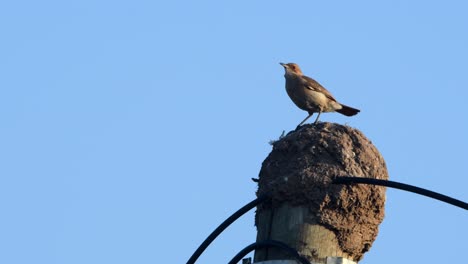 a rufous hornero perched on its nest, built on top of a telephone pole