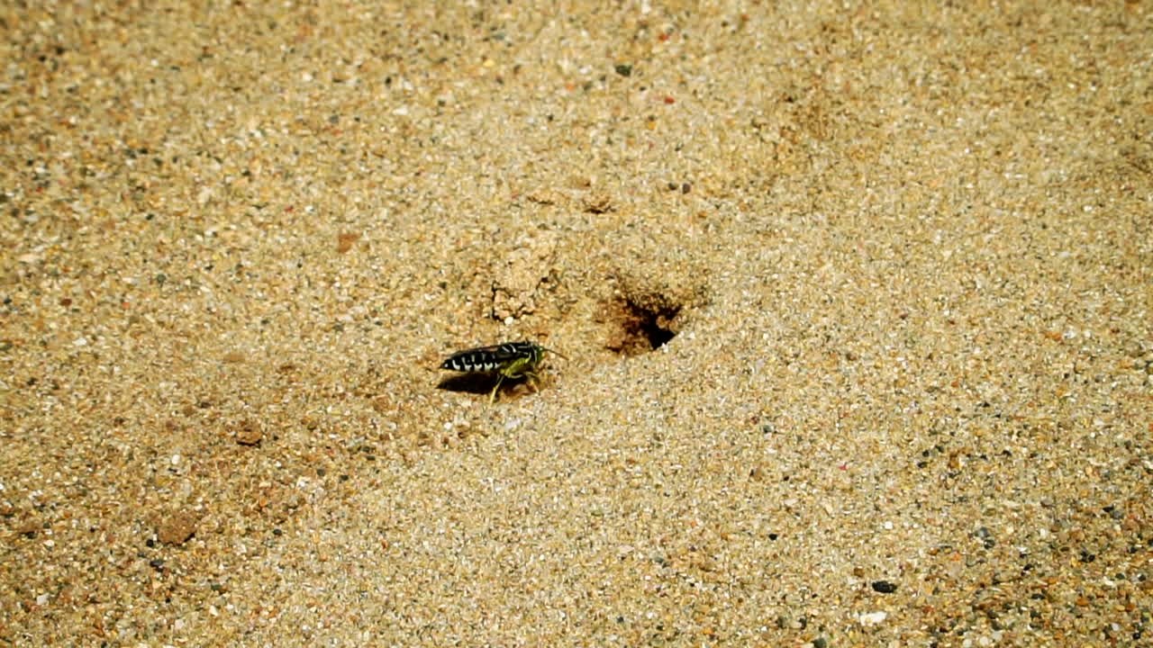 Sand wasp or bembicini digging near burrow entrance, slow motion close up