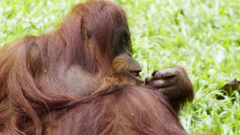 eating bornean orangutan lying over grassy ground in wildlife park on the island of borneo