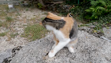 the young kitten is sat on a wall as a lady plays with the cat with a blade of grass and pets the kitten as they interact