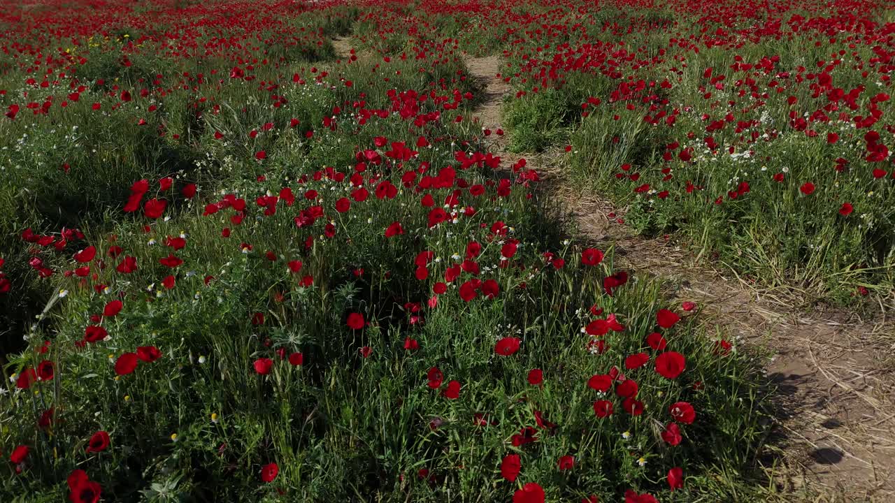 4K Drohnenaufnahme einer Wildblumenwiese mit roten Mohnblumen und bunten Frühlingsblumen, grünes Feld im Wind, friedliche Naturlandschaft, blühende ländliche Kulisse