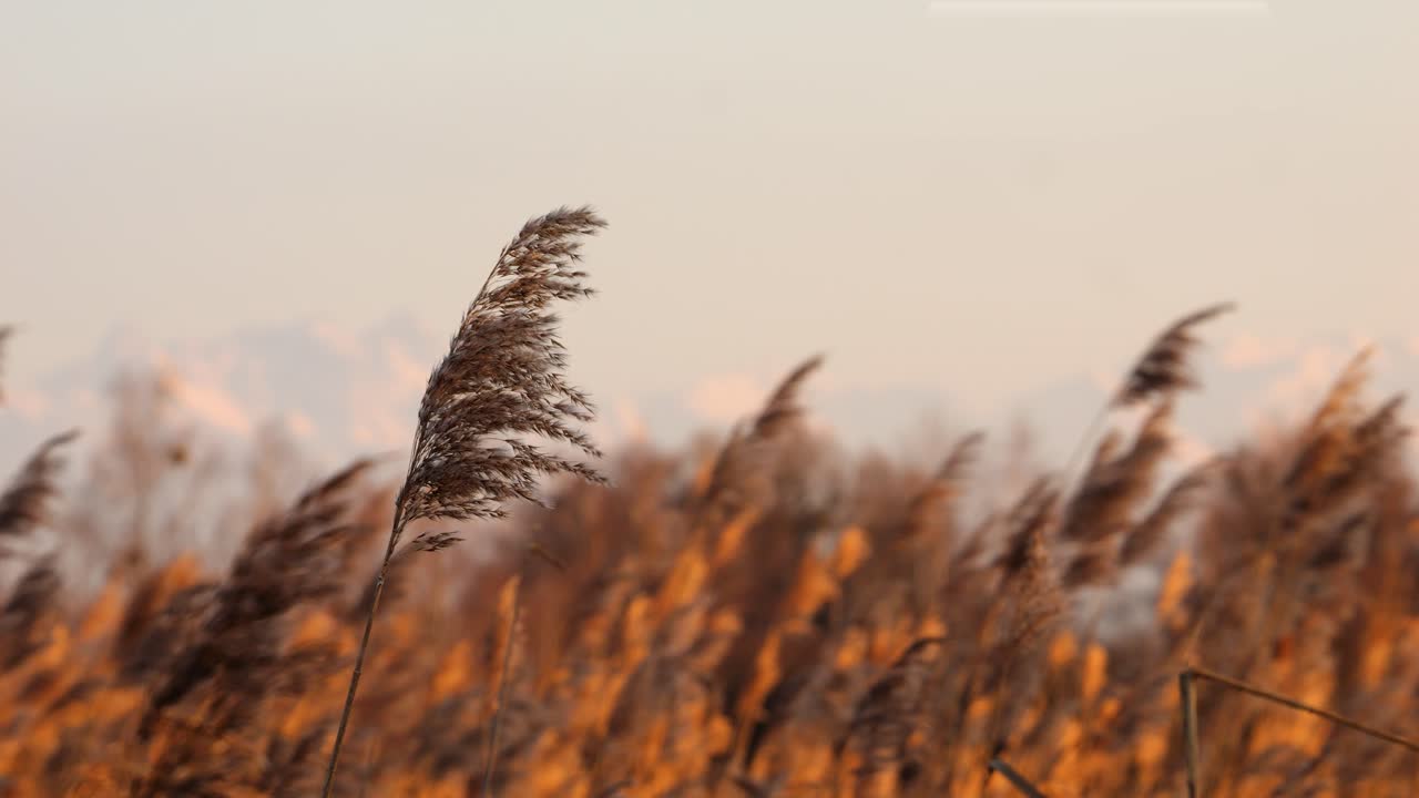 The wind blows the reeds back and forth at sunset. Recorded in slow motion and with depth of field. calm atmosphere and colorful, hopeful image.