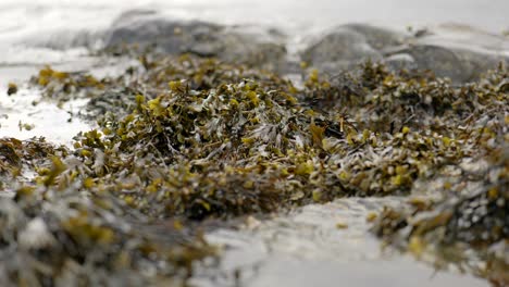 ocean waves lap against rocks and seaweed