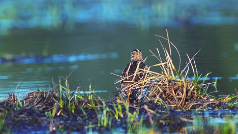 Common-snipe-feeding-in-wetland-flooded-meadow-close-up-in-morning-sunlight