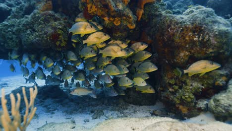 cozumel. fish in the cavern. mexico. underwater video