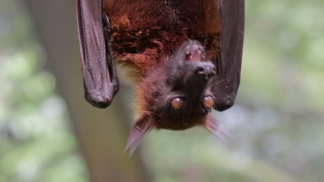 cara de zorro volador de malasia de cerca