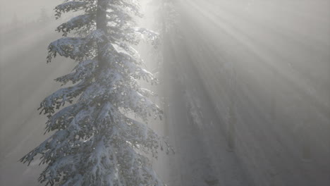 misty fog in pine forest on mountain slopes