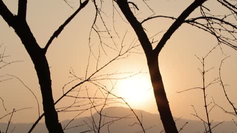 shining sun between dried tree