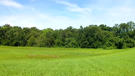 Zooming in on a green meadow with forest in the background,